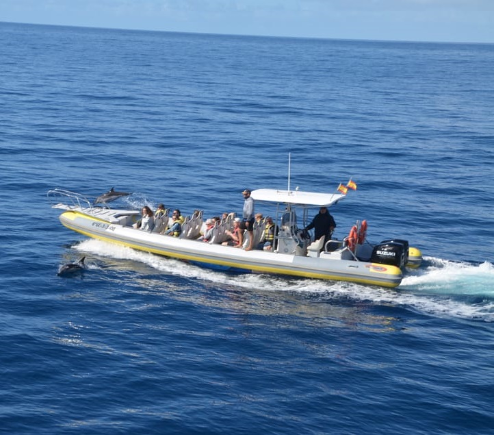 Dolphin and Whale Watching in Caleta del Fuste